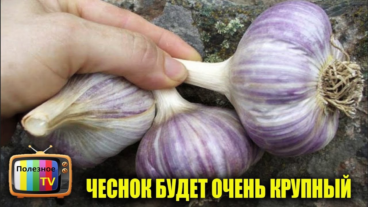 ЧЕСНОК ЧЕСНОК