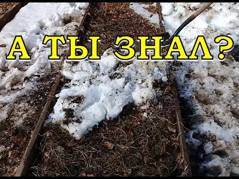 ЧТО нужно посадить ВЕСНОЙ в первую очередь?