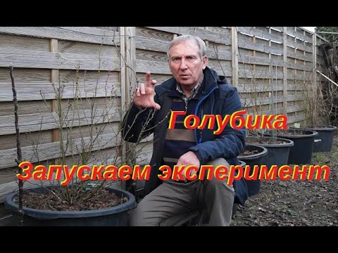 Голубика начинаем эксперимент