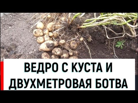 Как получить ведро картошки с куста пятой репродукции? Как сделать чтоб картошка не вырождалась?