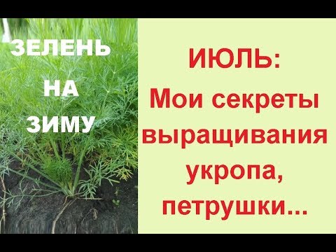 Посадка укропа и петрушки в июле// Зелень на зиму