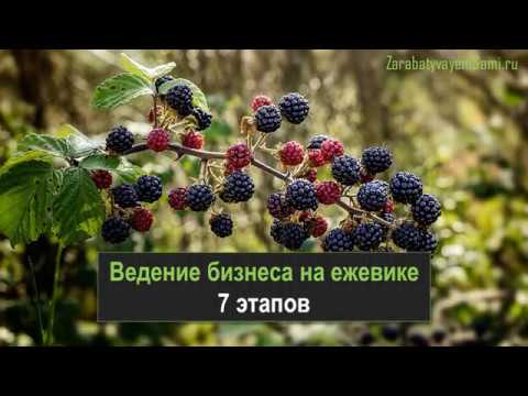 Как зарабатывать на бизнесе по выращиванию ежевики 620 000 рублей за сезон?